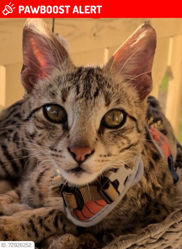 Lost Male Cat last seen Horizon South, Panama City Beach, FL 32413