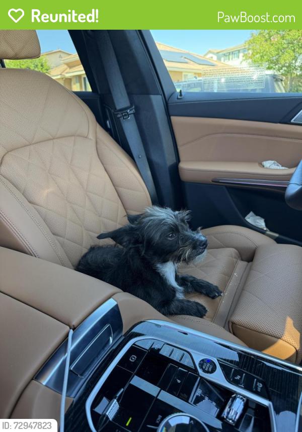 Reunited Female Dog last seen Meadows Park, Temecula, CA 92592
