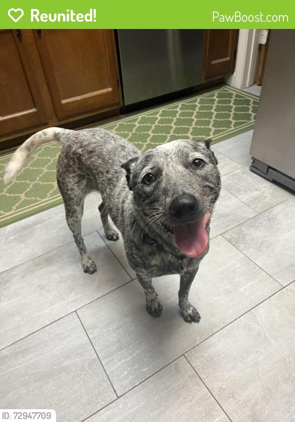 Reunited Female Dog last seen Near W Commerce St, San Antonio, TX 78237