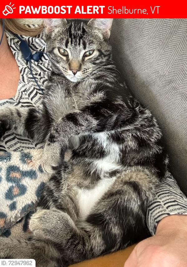 Lost Male Cat last seen Thompson Rd, Shelburne, VT 05482
