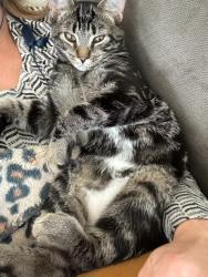 Lost Male Cat last seen Thompson Rd, Shelburne, VT 05482