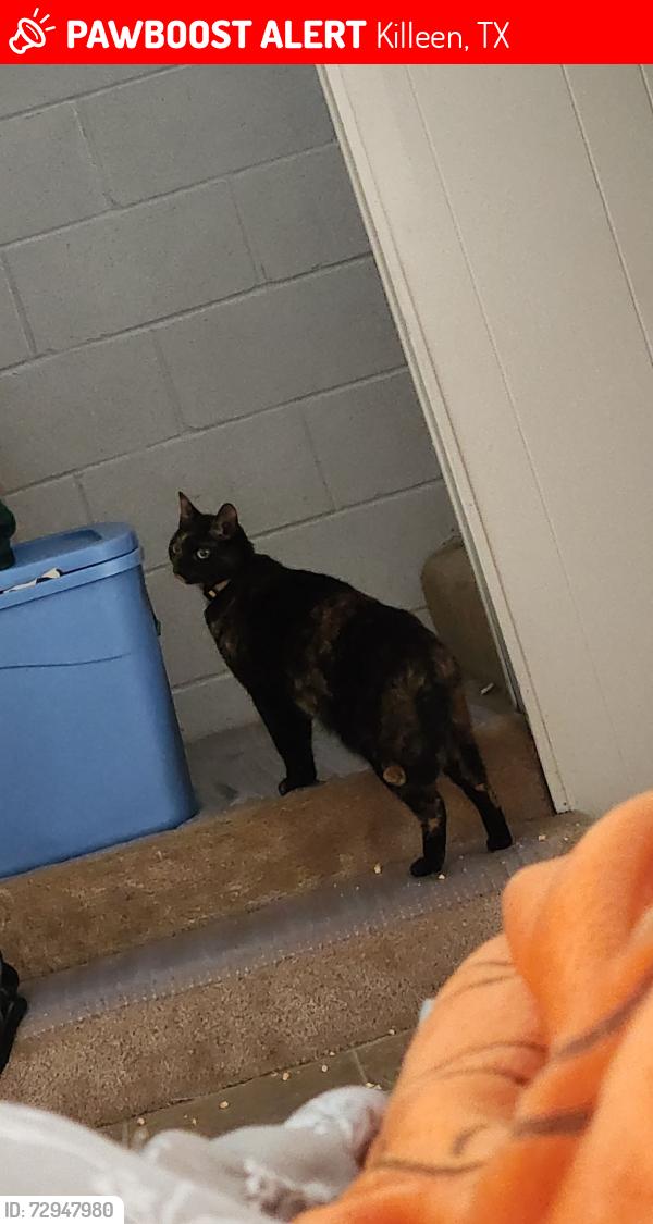 Lost Female Cat last seen Gus and Deek by the Aldi, Killeen, TX 76549