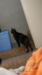 Lost Female Cat last seen Gus and Deek by the Aldi, Killeen, TX 76549