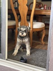 Reunited Male Dog last seen Ceres at , Chico, CA 95926