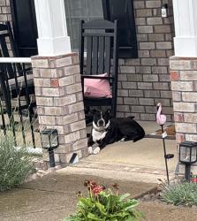 Found/Stray Female Dog last seen Cane Ridge Farms, Nashville, TN 37013