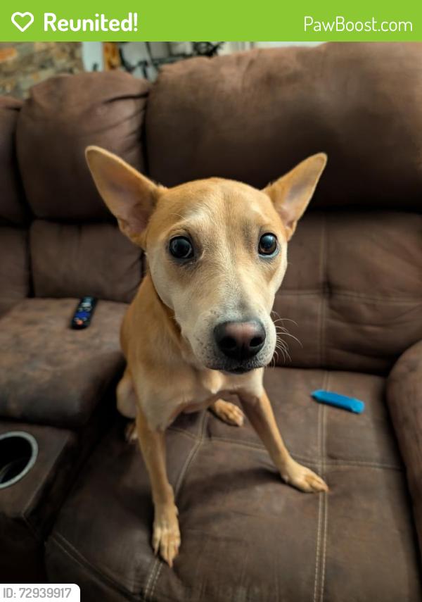 Reunited Female Dog last seen 4th and osuna , VILLAGE OF LOS RANCHOS, NM 87107