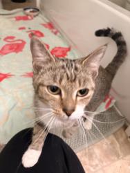 Found/Stray Female Cat last seen West Loveland avenue near Dairy Whip , Loveland, OH 45140