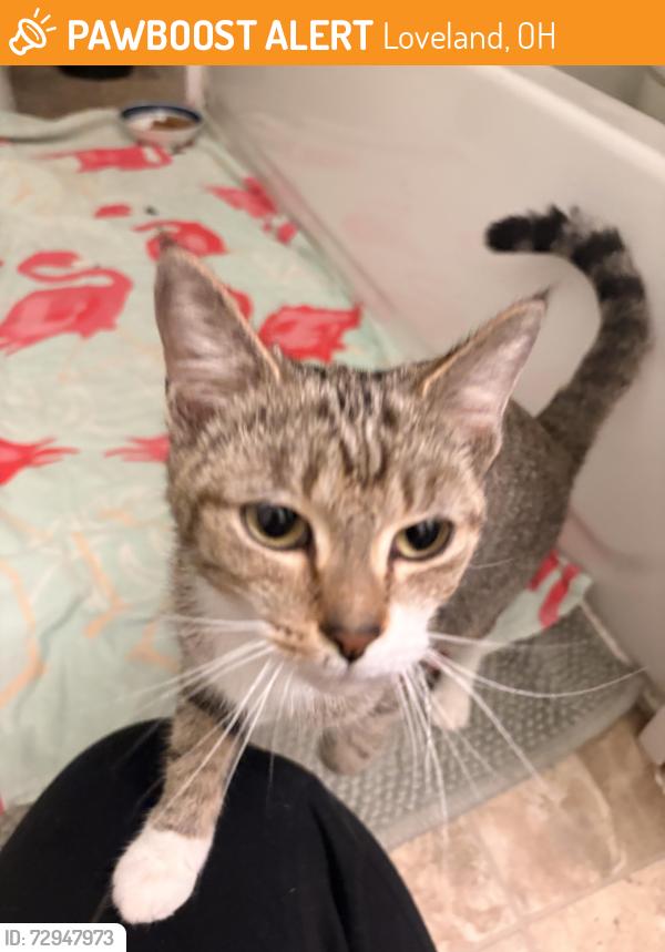 Found/Stray Female Cat last seen West Loveland avenue near Dairy Whip , Loveland, OH 45140