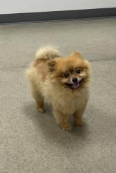 Reunited Male Dog last seen Weldon and Mayfair Dr E, Fresno, CA 93703