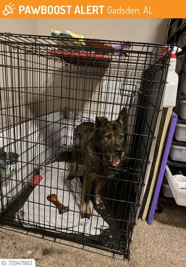 Found/Stray Male Dog last seen near tuscaloosa avenue , Gadsden, AL 35901