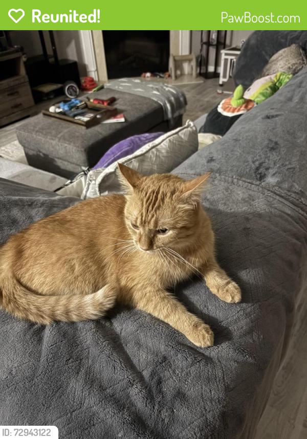 Reunited Male Cat last seen Crestwick South community, Jacksonville, FL 32218