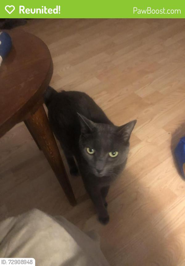 Reunited Male Cat last seen Asbury Ave & Green Grove Rd, Tinton Falls, NJ 07712