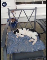 Lost Male Cat last seen 11th street , Sedro-Woolley, WA 98284