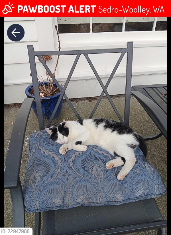 Lost Male Cat last seen 11th street , Sedro-Woolley, WA 98284