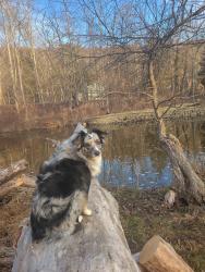 Reunited Male Dog last seen River Road, Fair Haven, NJ 07704