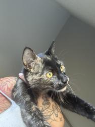 Lost Female Cat last seen Near hermitage Trace Cir , Henrico, VA 23228