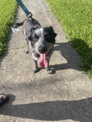 Reunited Female Dog last seen Near Covedale Ave, Cincinnati, OH 45238, USA, Cincinnati, OH 45238