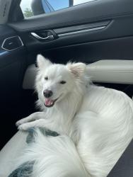 Reunited Male Dog last seen Cabot Estates Dr, Rendon, TX 76063, USA, Rendon, TX 76063