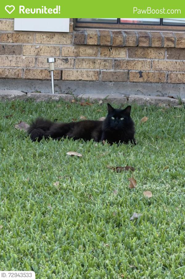 Reunited Male Cat last seen starbucks on fairmont and rhodes, Pasadena, TX 77505