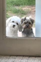 Reunited Female Dog last seen Near W.102nd Pl, Westminster, CO 80021