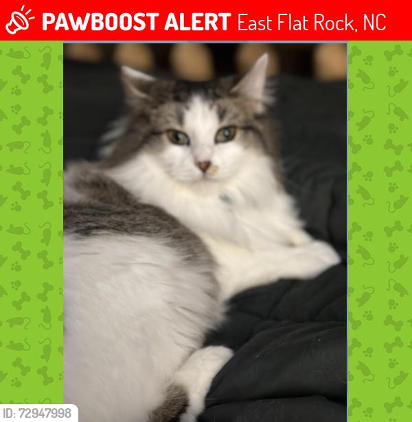 Lost Female Cat last seen East King St , East Flat Rock, NC 28726