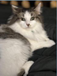 Lost Female Cat last seen East King St , East Flat Rock, NC 28726