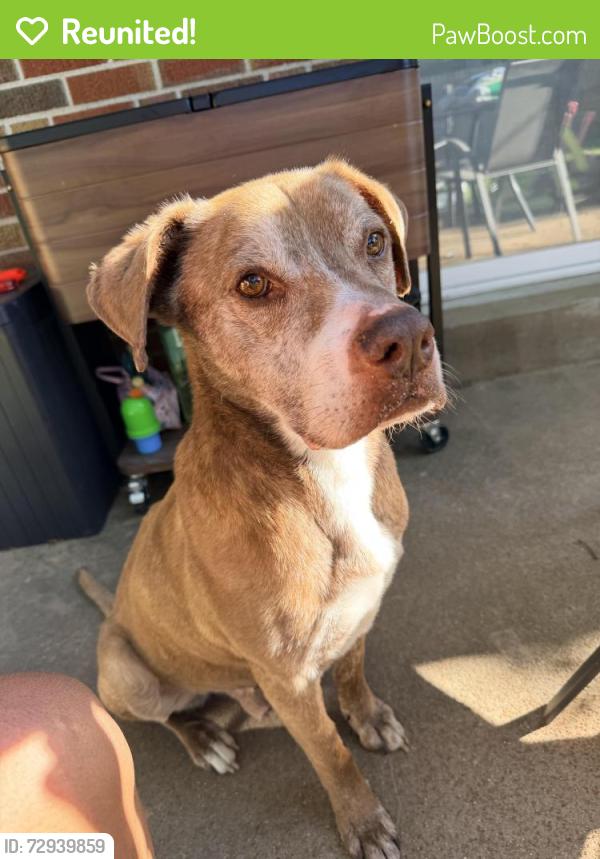 Reunited Male Dog last seen Hanley and Olive, St. Louis, MO 63130