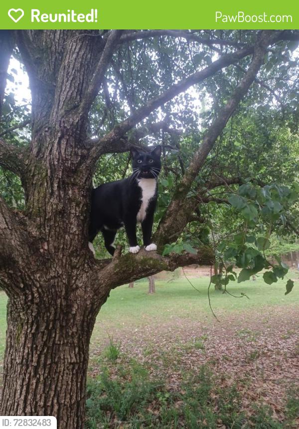 Reunited Male Cat last seen Near Dailey Mill Rd, McDonough, Ga, McDonough, GA 30253