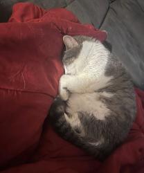 Lost Female Cat last seen Lancaster recreation commission , Lancaster, PA 17603