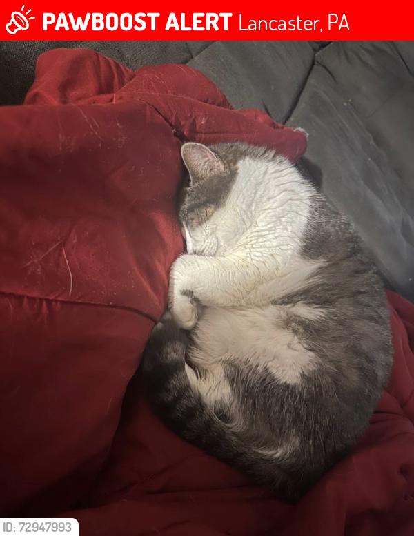 Lost Female Cat last seen Lancaster recreation commission , Lancaster, PA 17603