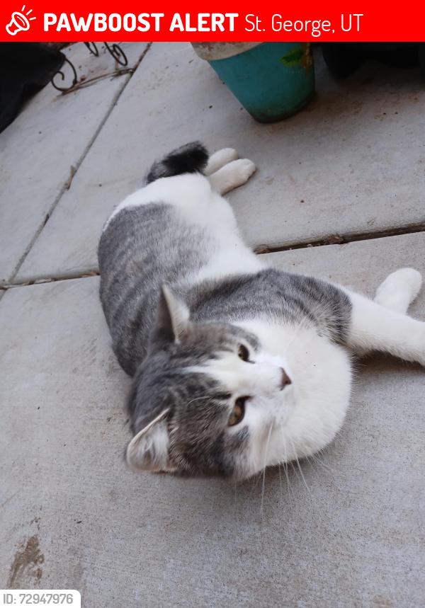 Lost Male Cat last seen Middleton road, 2050 E, St. George, UT 84770