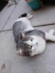 Lost Male Cat last seen Middleton road, 2050 E, St. George, UT 84770