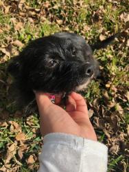 Reunited Female Dog last seen Alexandria, College Station, TX 77845