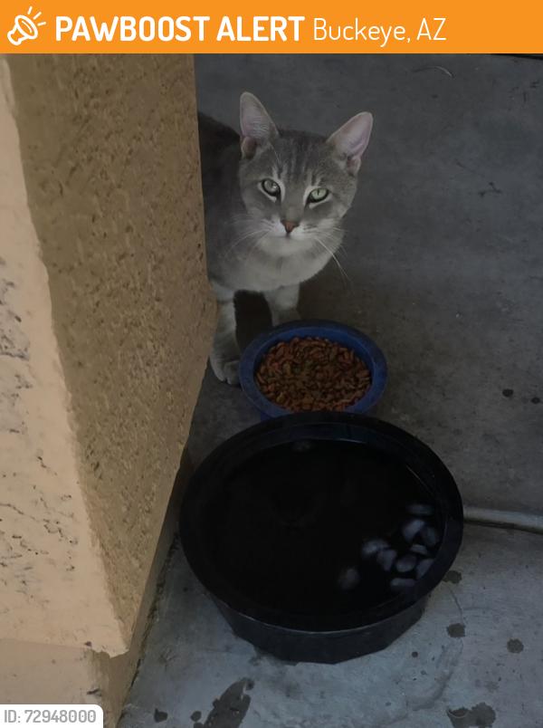 Found/Stray Male Cat last seen Rooks rd , Buckeye, AZ 85326