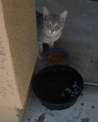 Found/Stray Male Cat last seen Rooks rd , Buckeye, AZ 85326