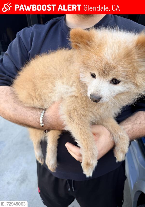 Lost Male Dog last seen Adams, Glendale, CA 91205