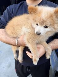 Lost Male Dog last seen Adams, Glendale, CA 91205