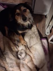 Reunited Male Dog last seen Trials End Ln Leeds AL 35094, St. Clair County, AL 35094
