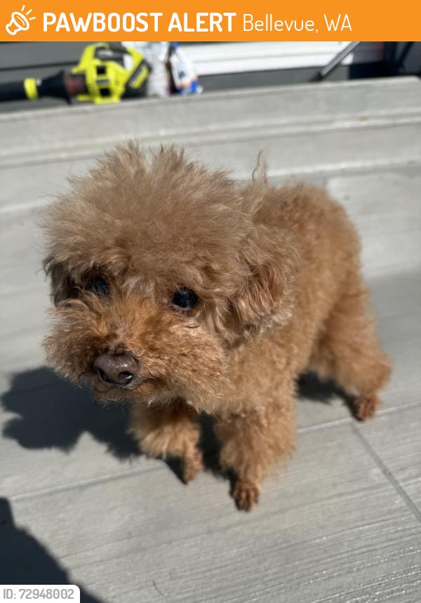 Found/Stray Male Dog last seen Somerset, Bellevue, WA 98006