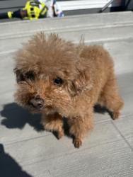 Found/Stray Male Dog last seen Somerset, Bellevue, WA 98006