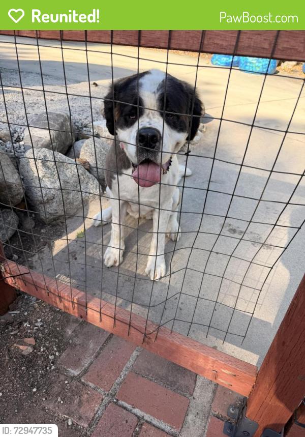 Reunited Female Dog last seen 23rd and Rosedale, Upland, CA 91784
