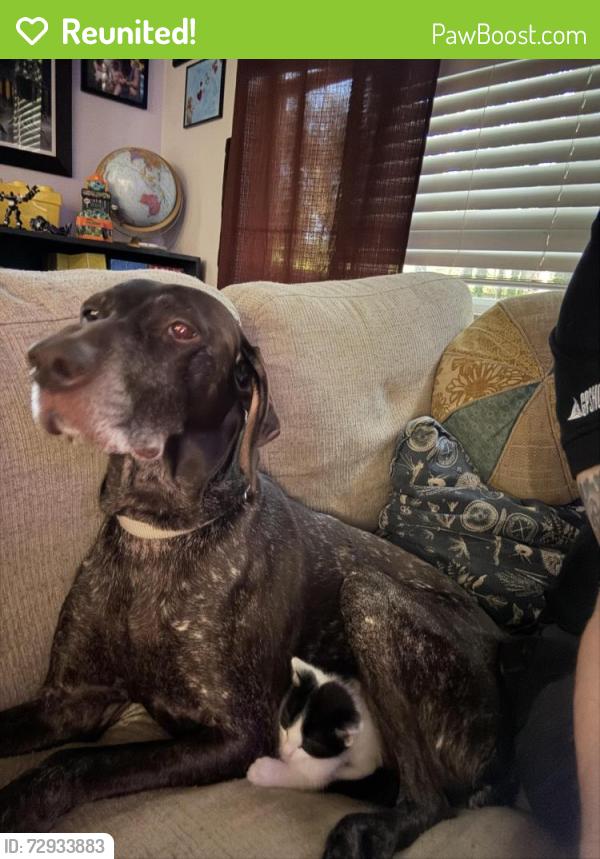 Reunited Female Dog last seen gladys, Slidell, LA 70460