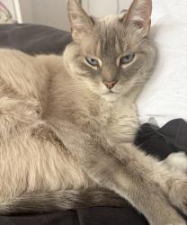Lost Female Cat last seen Sliver, Ness, Ferry, Assiniboine Park, St James gardening station, Rods football fields , Winnipeg, MB R3J 1X3