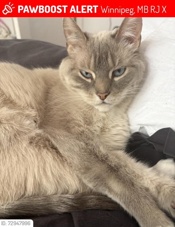 Lost Female Cat last seen Sliver, Ness, Ferry, Assiniboine Park, St James gardening station, Rods football fields , Winnipeg, MB R3J 1X3