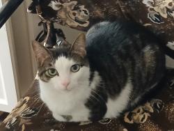 Lost Male Cat last seen In building J of Haverford Hill , Havertown, PA 19083