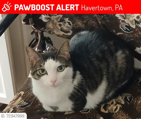 Lost Male Cat last seen In building J of Haverford Hill , Havertown, PA 19083