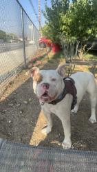 Reunited Male Dog last seen Near E 9th St, San Bernardino, CA 92410, USA, San Bernardino, CA 92410