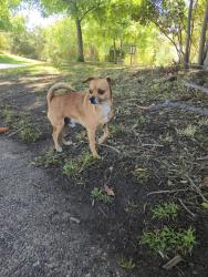 Found/Stray Male Dog last seen Augustus Hawkins Park, Los Angeles, CA 90011