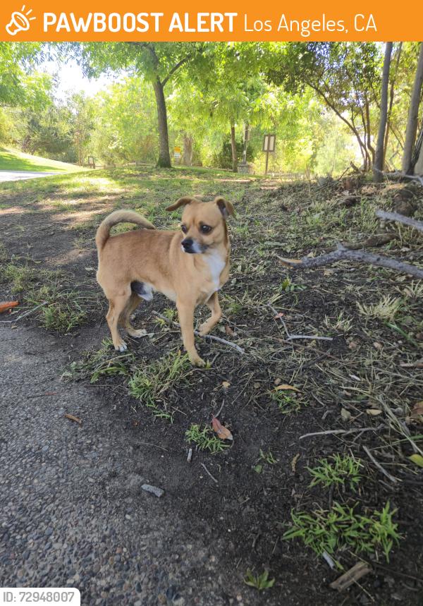 Found/Stray Male Dog last seen Augustus Hawkins Park, Los Angeles, CA 90011