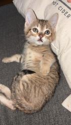 Lost Male Cat last seen County Road 702, Corinth, MS 38834